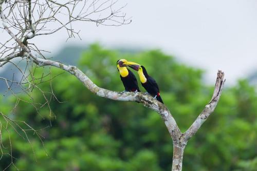 Cozy Tiny Home in Cerro Azul, Panama