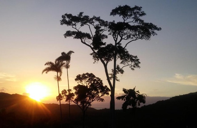 Daintree Holiday Homes - Yurara