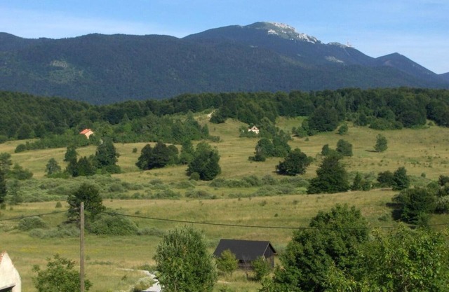 Deluxe room with birds