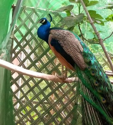 Ecogite La Tourterelle - B&B