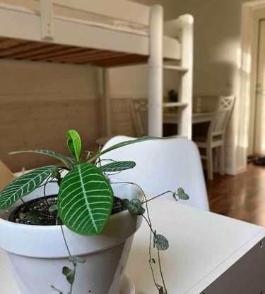 Entire flat located 2km from center, free parking