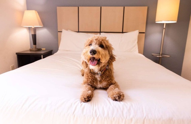 Extended Stay – with Full Kitchen l Pet-friendly, Local Trails & Outdoor Fun