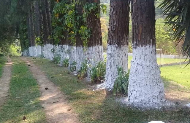 Farm with lots of greenery/for rent in Franco da Rocha/SP.