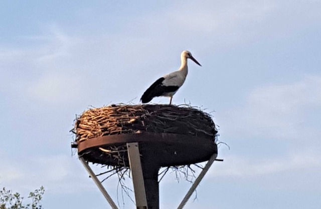 Fewo Storchennest, Deutschland