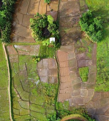 Forest & Fields Sinharaja - Where Nature Circles You While Others Just Look On