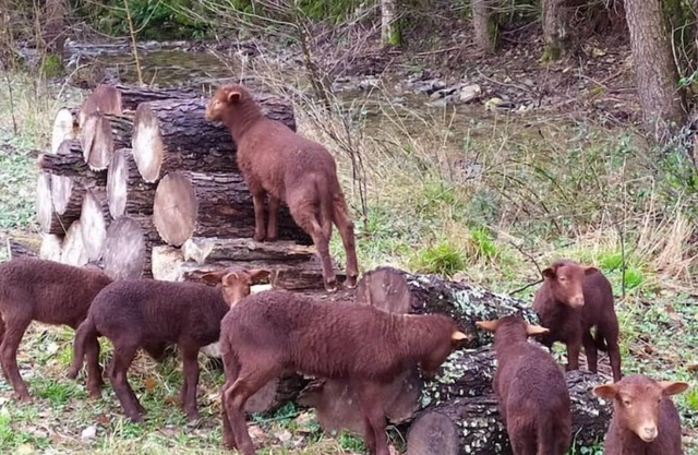 Gîte Cévennes: Piscine, Lamas, Rivière