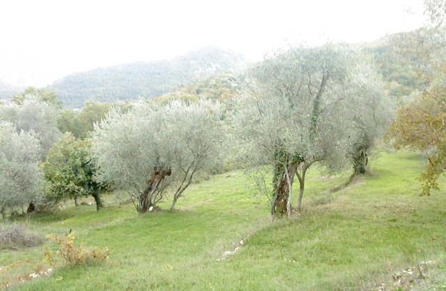Gîte L'oliveraie n ° 1