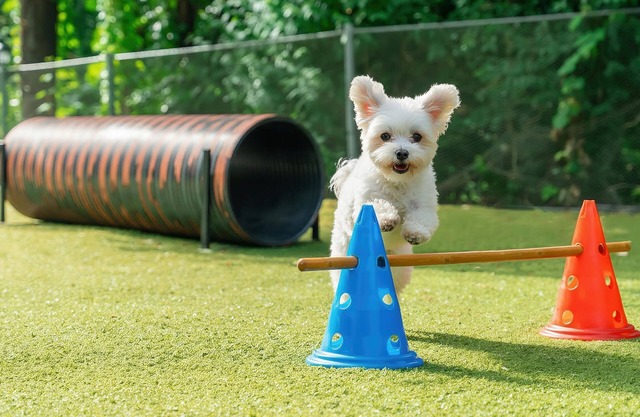 Gapyeong Highmong Pet-friendly Kids Pool