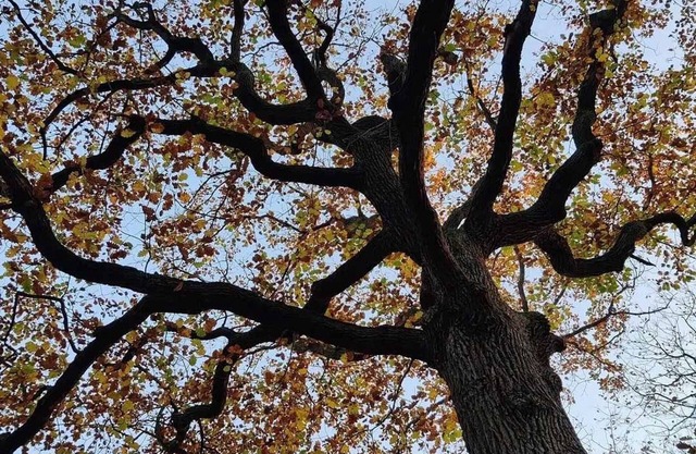 Gite Mareil-Marly, 5 bedrooms, 12 persons