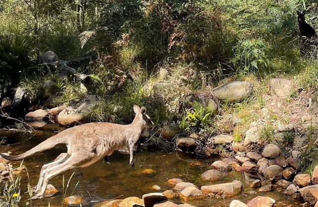 Gorgeous House right on Stoney Creek. Escape to the bush!