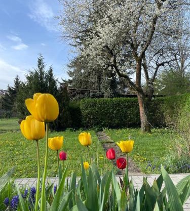 Grüne Oase in Weikersheim
