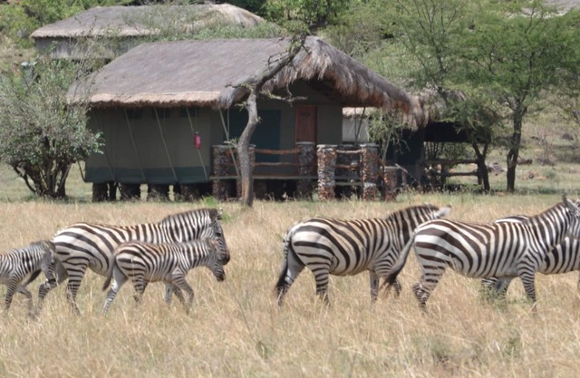 Grumeti Migration Camp