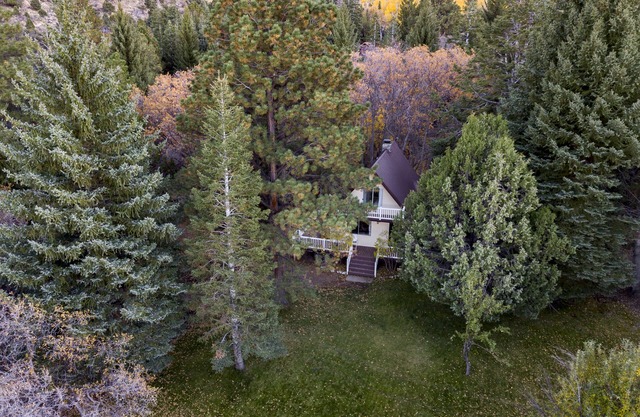 Hidden Pines Secluded Cabin on 3 Acres With Creek No Pets