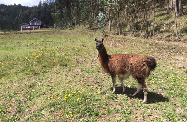 HIGHLANDS FARM EXPERIENCE IN THE MIDDLE OF THE WORLD