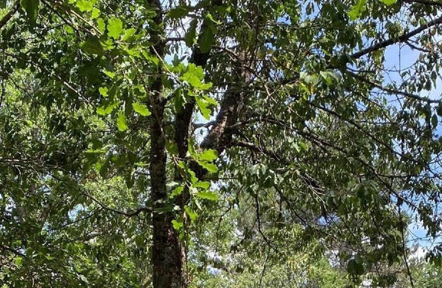 Holiday apartment Vivario for 1 - 6 persons with 3 bedrooms - Holiday house