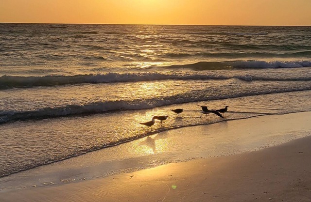 Home Paradise, Cozy guest suite in Ruskin POOLS HIGH SPEED WIFI BEACH MINUTES!
