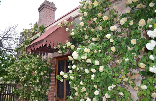 Homely Cottage nestled in the award-winning Heritage Garden