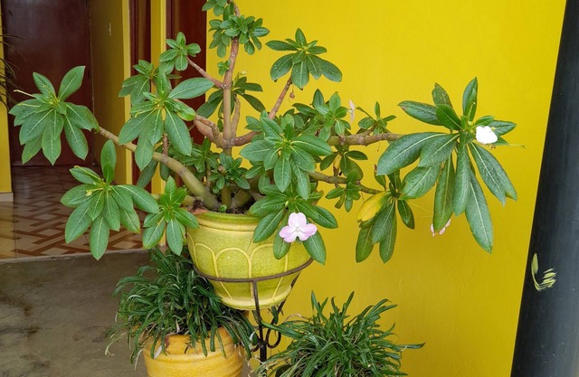 Hospedaje Las Lilas
