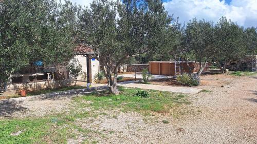 House Pygmy Cormorant