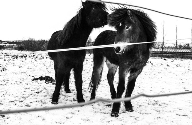 Hverinn Sælureitur Í Sveitinni Apartment for up to 6 persons