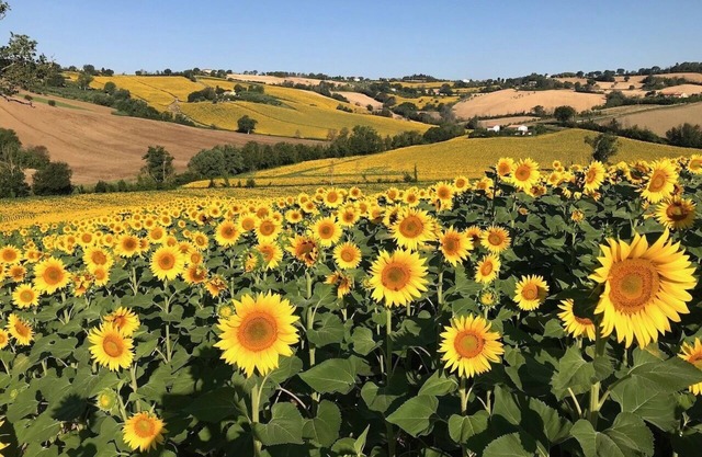 il Gelso with kitchen and pergola max 6pax @ Casale VillaSofia Senigallia