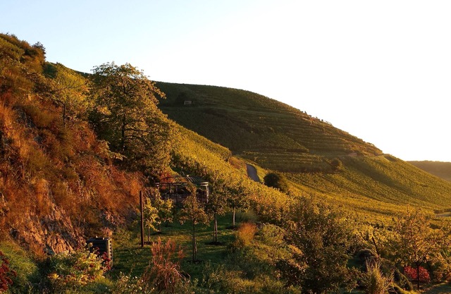 In the heart of the Sommerberg Grand Cru