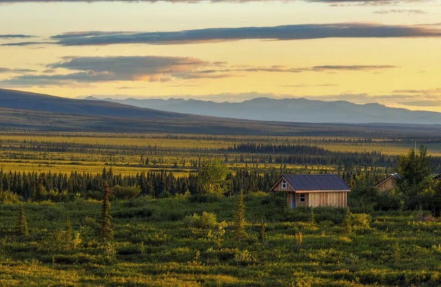 Into the Wild Cabin
