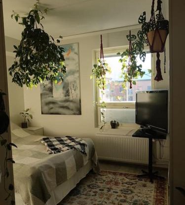King's Oak Jungle