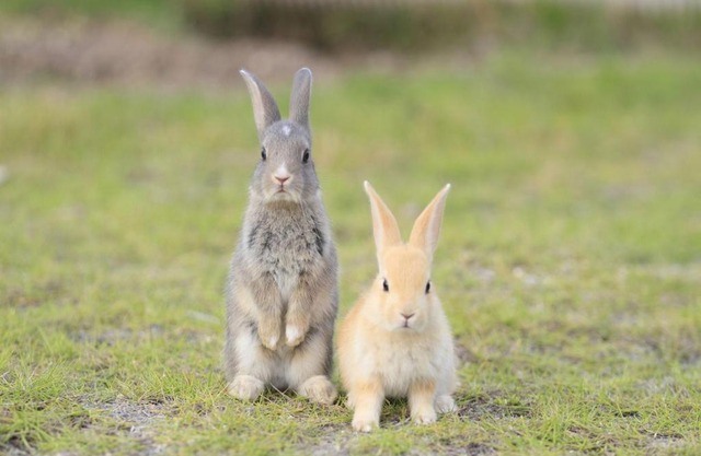 Kyukamura Ohkunoshima