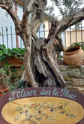 L'olivier sur la place