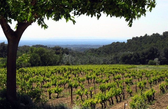 LE CLOS Gîte at the foot of the Dentelles de Montmirail