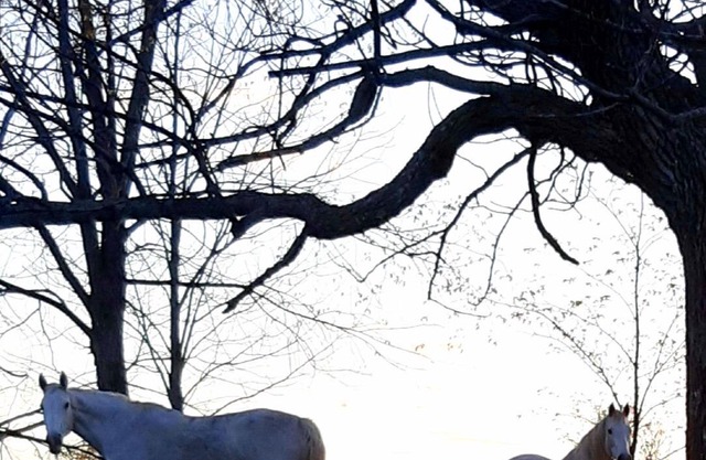 Le Temps Perdu: 88 Acre Wilderness Park between Historic Westport and Perth