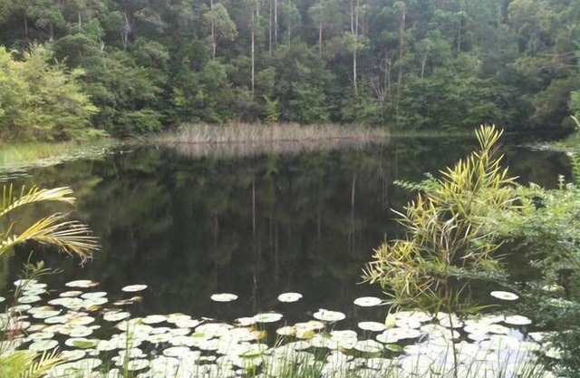 Lilypad Lodge in Stewarts River