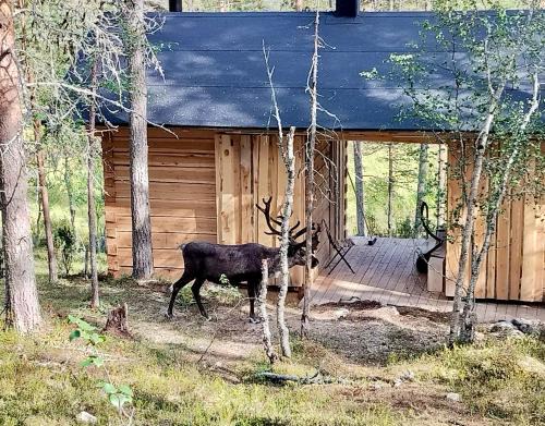 Log House and New Sauna Pikariporras
