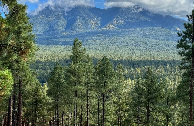 Luxury Log Cabin with Mountain Views on 2.5 Acres