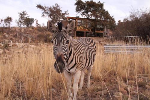 Luxury Treehouse on Bronberg Ridge