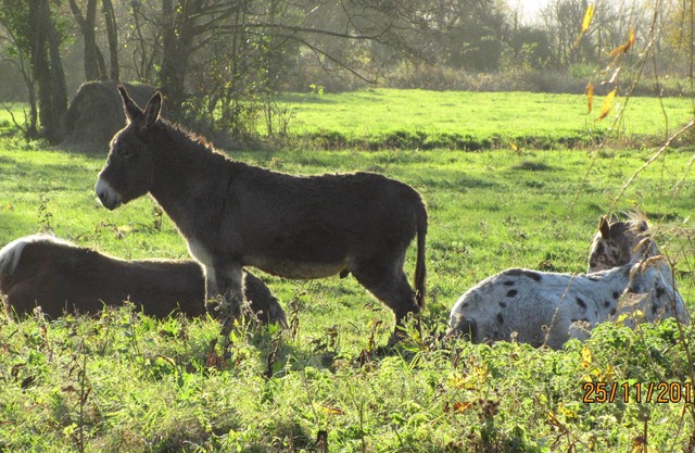 Maison de Campagne Tout Confort 7 Personnes, Proximité Cabourg