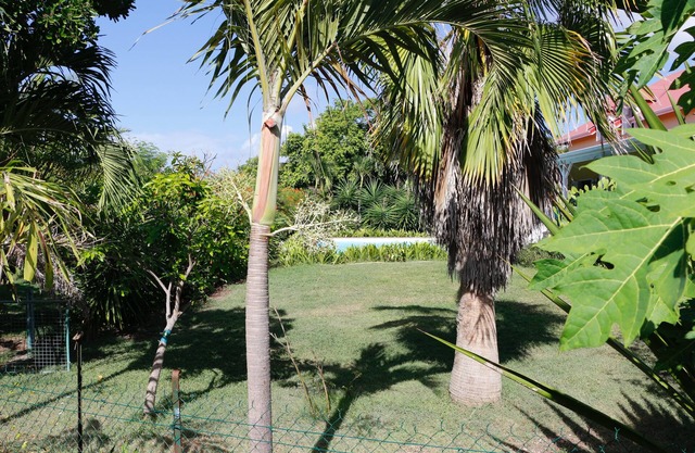 - Mapou Bungalow -
