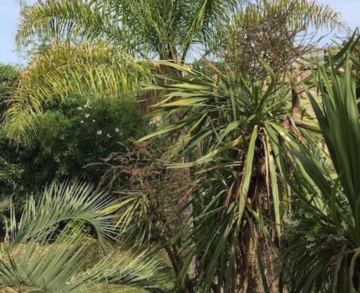 Mare è Monte , jardin méditerranéen et exotique.