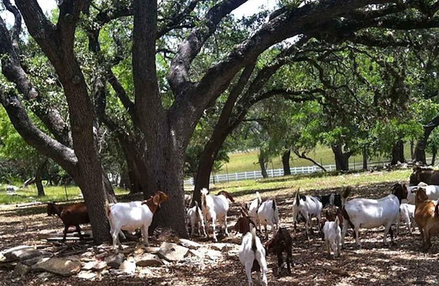 MegaCabin on a 40-Acre Wildlife Preserve, Exotic Animal Sanctuary & Horse Ranch
