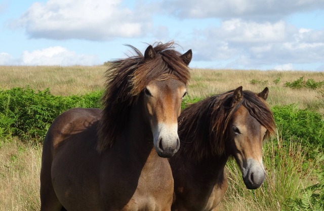 Mole End charming bed and breakfast on the Two Moors Way walking route