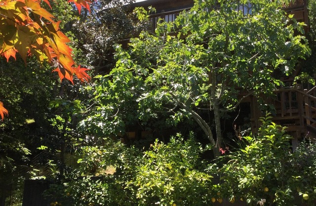 Mt Tamalpais Dream Retreat
