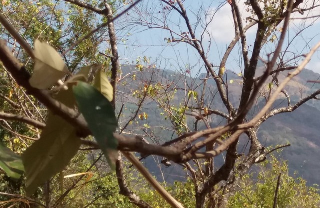 Nalanda Relaxation And Caping Site