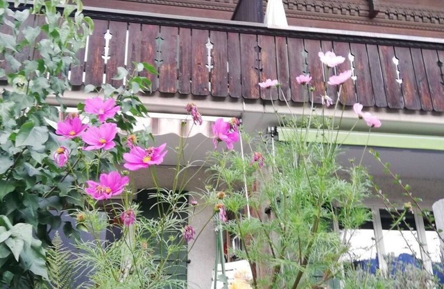 Nice apartment for 6 people with TV, balcony and pets allowed