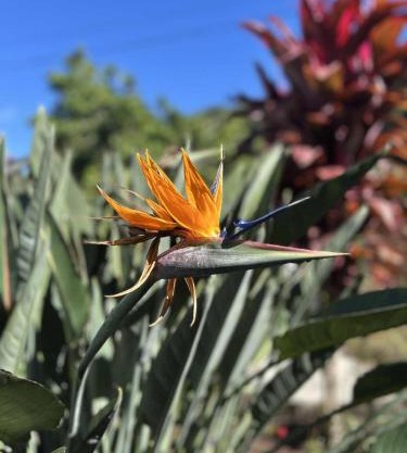 Notre Z'oiseau de Paradis