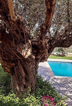 Olive Sense Villa with jacuzzi and sauna