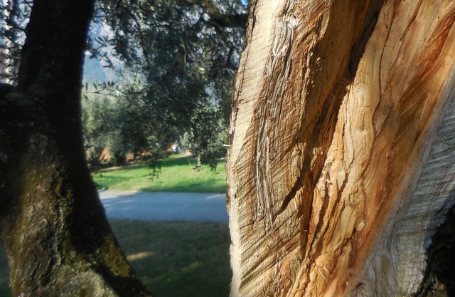 Olive Tree House- Vacation Rentals