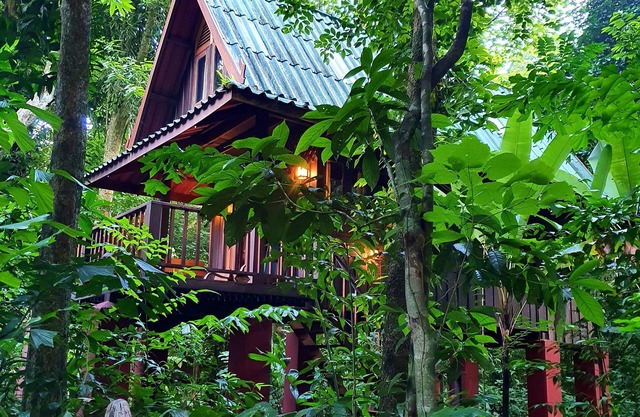 Our Jungle House