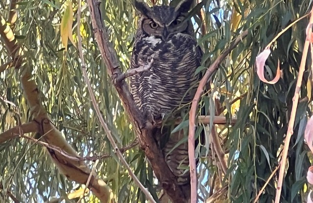 Owl Studio Guesthouse at Farmersdotter Organics