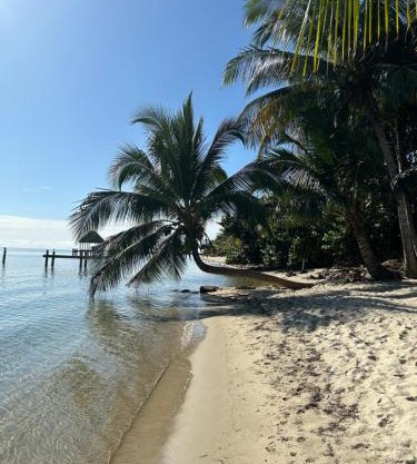 Palm & Pelican